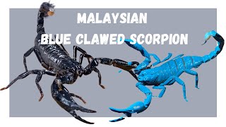 Malaysian Blue Clawed, Death Stalker and the Arizona Striped Tail Scorpion