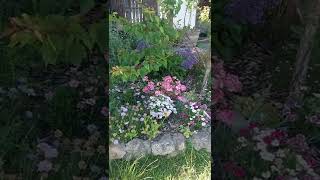 Flower garden spring nature tour #shorts