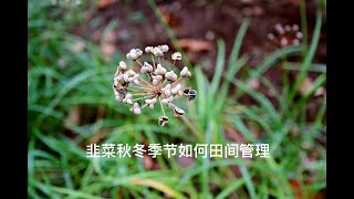 秋天和冬天如何种植韭菜，韭菜如何田间管理，如何安全过冬呢？How to Grow Chives in autumn and winter