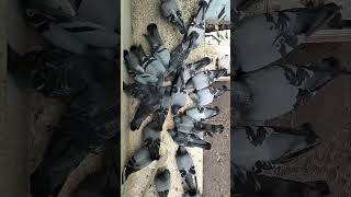 Pigeons#music #song #cover #pigeon