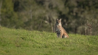 Northern California Bobcat 1.30.2017