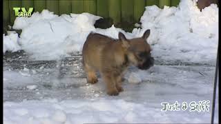 FaunaView: Cairn Terrier Puppies Again