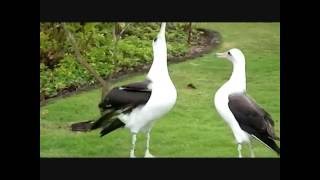 Watch Me - Laysan Albatross Courting Dance