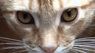 T.S. Eliot - Macavity the Mystery Cat (read by Gilberto Graywolf)