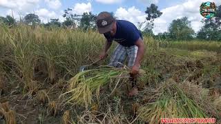 ALHAMDULILAH PANEN PERDANA BUAT PAK SUDIWANI PERANTO ASAL BATU