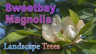 Will a Sweetbay Magnolia Tree Grow in Your Yard?