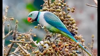 MALABAR PARAKEETS (Kerala, India)