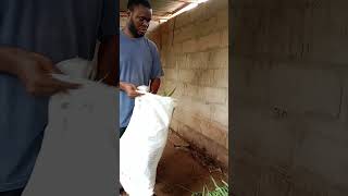 Early Morning Chore with Feeding Goat with Fresh Grass