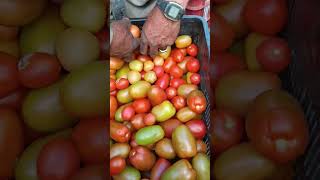 Proceso de clasificación del tomate #tomato #plantaciones #huerta