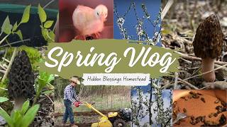 Spring Vlog | Morel mushrooms