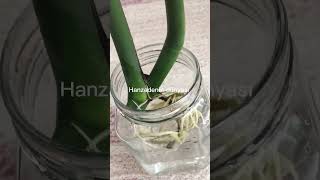 Monstera (deve tabanı suda köklendirme)