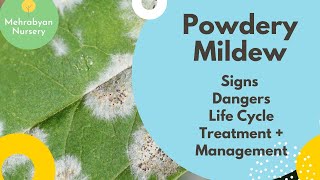 Powdery Mildew