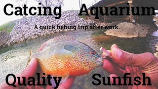 Catching Aquarium Quality Sunfish Ultralight Creek Fishing.