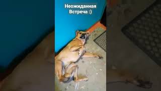 Встретил знакомую собачку.Помоему она за мной следит #собака #пёсик #добрыедела