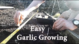 Allotment Diary : How to Grow Garlic : Planting out & quick tour.