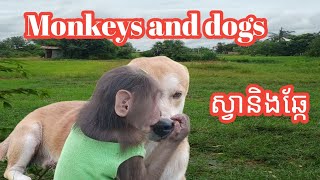 Monkeys and dogs ស្វា និងឆ្កែ 01