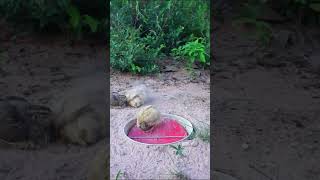 Best Creative Bird Trap Using U- 90 Bottle / #shortvideo / How To Trap Bird