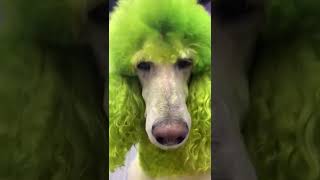 Dog Groomer Dyes Her Dog To Look Like Christmas Fictional Character😱😱🤣😂#shorts #shots