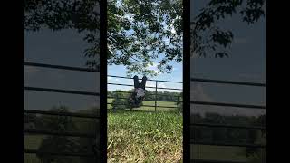 Kitten on a fence!