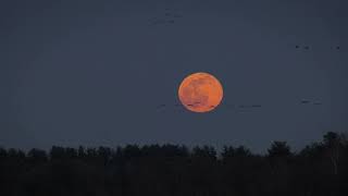 Wolf Moon at Goose Pond Fish & Wildlife Area