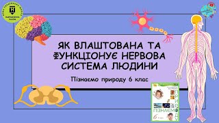 Як влаштована та функціонує нервова система людини