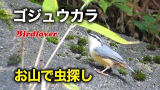 山で出会ったゴジュウカラ / Eurasian nuthatch