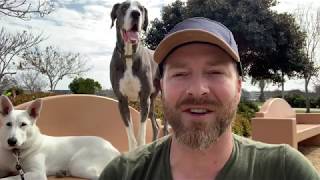 K9 Pack School- Dog Training Outings- The Human Dog Team