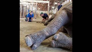 Ungulate Hoof Care at Rolling Hills Zoo