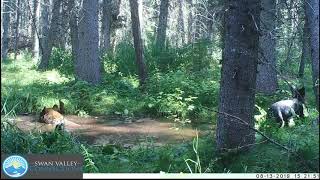 Black Bear w 3 Cubs in Bear Bath Short Version - Sept 19