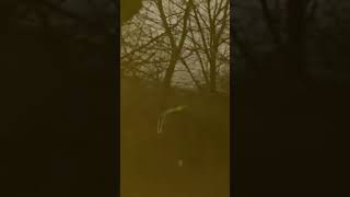 WTF ! DID YOU SEE IT ? #creepy #paranormal #haunted #druid #creepyvideo