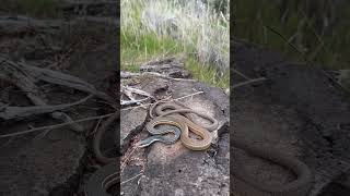 Whipsnake with Racing Stripes