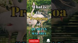 What is the protozoa of Quartan Malaria #shorts #facts #biology