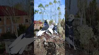 Saxon Monk Pigeon, A Species Dove (Columbidae) Scientific name Columba Livia, #youtubeshorts #viral