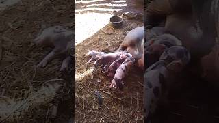 lindos porquinhos nasceram#animals #baby #pig #bebes