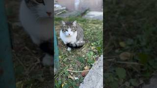 Episode 214: The World of Cats: Street #cats #catlover #catvideos #cat #love #shine