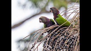 2022 03 21 Colombia Mitu Birds