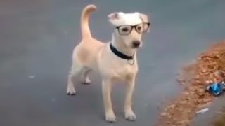 un perro intelectual 🤓