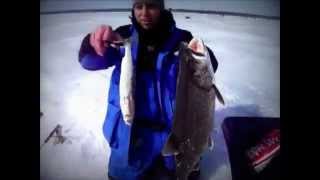 LAKE TROUT SWALLOWS BIG HERRING