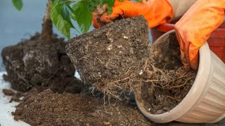 Hibiscus transplant