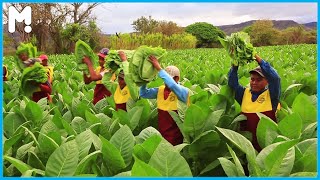 🍂 How It's Made Cigar - Tobacco Plantation Agriculture Technology - Tobacco Farming and Harvesting