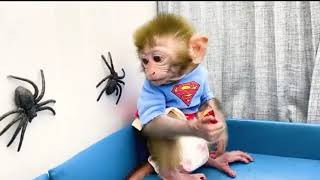 Baby monkey Bon Bon go to the toilet and playing with the puppy So cute#9