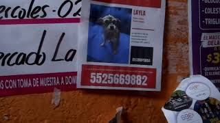 🐶🏠LAYLA❤️SE BUSCA PERRITA PERDIDA❤️AYUDALE A REGRESAR A CASA🏠COYUYA OYAMEYO❤️IZTACALCO🐶CDMX 2024