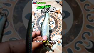 TENGGRI FISH FISHING BAIT|FISHING‎@f3channel.537