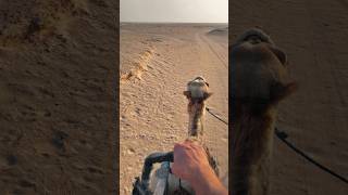 Camel Ride Through Sahara’s Endless Sands! 🐪✨ #SaharaAdventure #camelride  #desertjourney