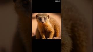 "The Marvelous Mongoose: Discovering the Spunky Predator" #shorts