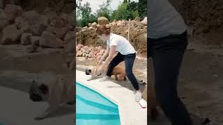 Мопс-амфибия существует! #собаки #животные #funnyvideos #dogs #этоинтересно