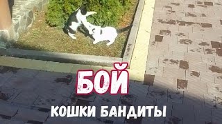 Бой между котами 😹 кто лучше? 2023 - @segodny