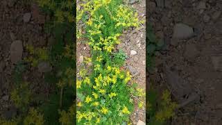 Sedum Sexangulare #succulent #groundcover  #eastkhasihillsdistrict #shillong