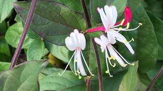 Chèvrefeuille de de chine  'Lonicera japonica Sinensis' Généreux au parfum vaporeux