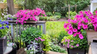 EARLY JUNE GARDEN: Impatiens! Petunias! Rose BLOOMS!